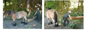 Débardage grâce à un cheval