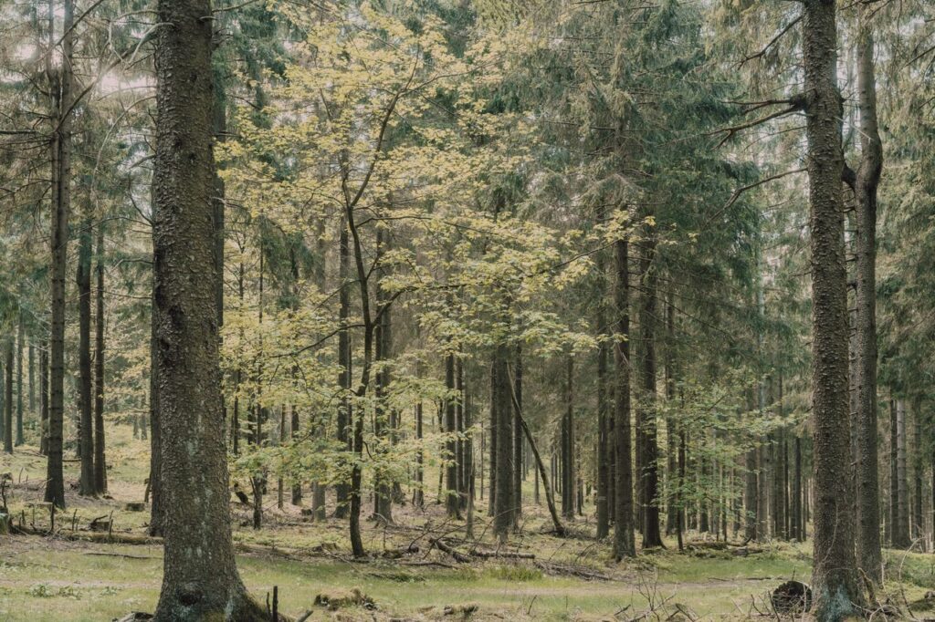 La forêt en France = 30% du territoire