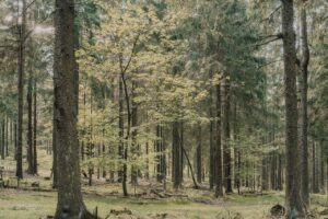 La forêt en France = 30% du territoire
