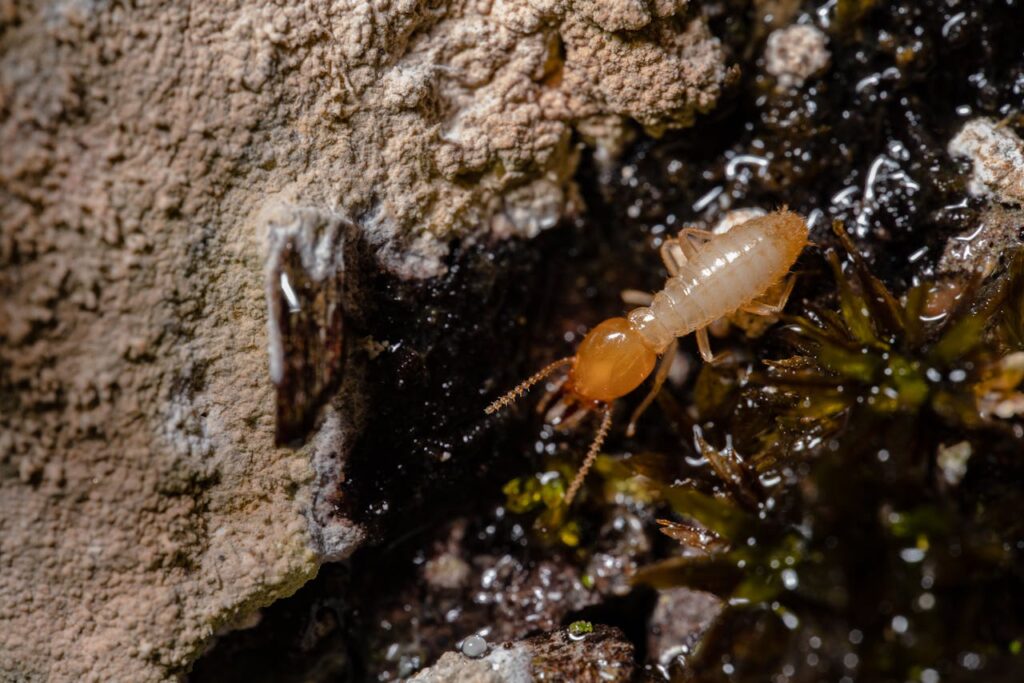 Termites : les produits de traitement du bois sont-ils antitermites ?