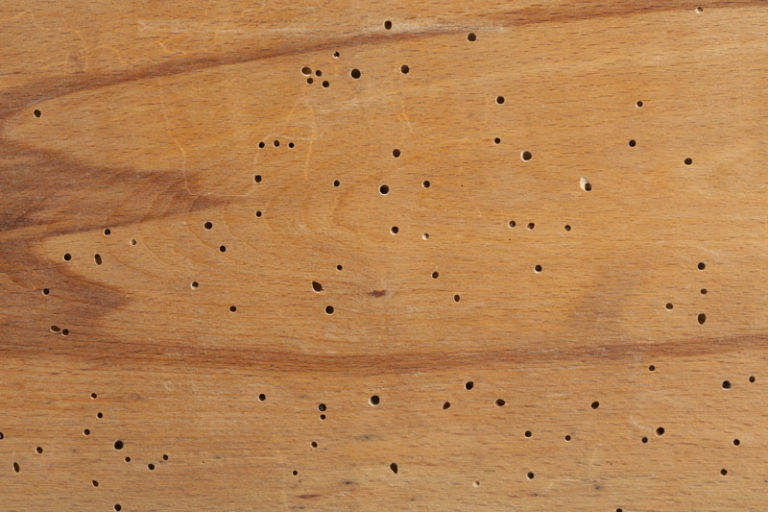 trous-larves-insecte-xlophage-bois-traitement