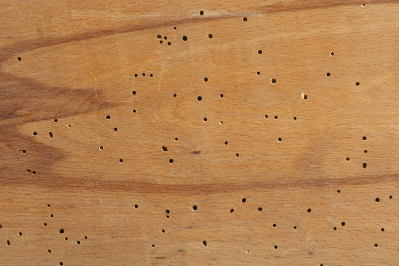 Avec quel produit traiter une poutre en bois contre les insectes ?